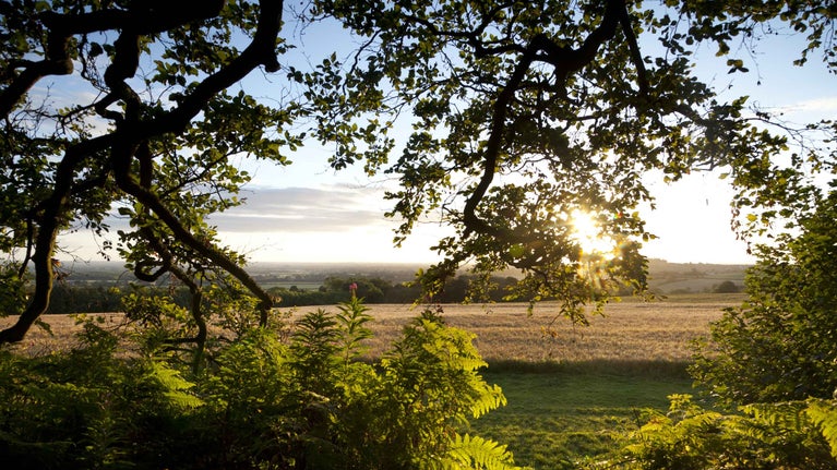 Looking through hanging tree branches from Badbury Clump and across an expanse of countryside towards the sunrise over the Buscot and Coleshill Estates, Oxfordshire.